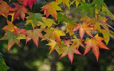 'Bizi udazkena' esperimentazio tailerra eskainiko du Orioko Herri Ikastolak hilaren 22an