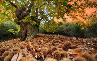 Aintzane Kortajarena eta Akaitz Sarasola: “Bere garaian gaztaina pobreen ogia zen”