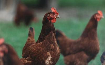 Hegaztiak konfinatzeko erabakia ez dagoela justifikatuta uste dute aldundiek