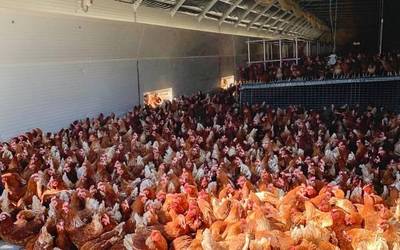 Etxeko hegazti guztiak konfinatu behar dira