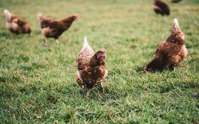 Aire zabaleko hegaztien ustiategi guztiak konfinatu ditu Espainiako Gobernuak