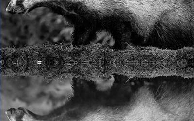 Azkonarra (Meles meles)