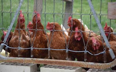 Hegazti gripeari "zorroztasun zientifikoz" aurre egiteko eskatu du sektoreak