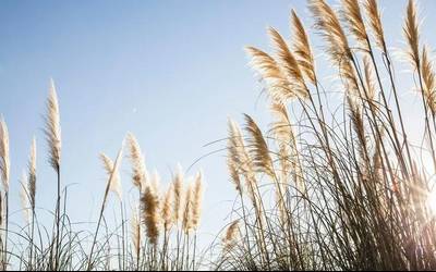 Espezie inbaditzaileei buruzko solasaldia eginen dute ortzegunean Beran