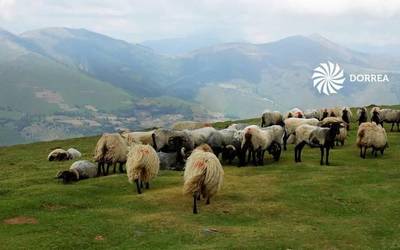 Listeria atzemandako gazten lote zenbakiak, hemen