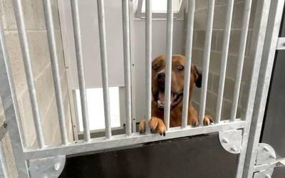 Txakurtegira itzultzeko eskatu du Apasosek