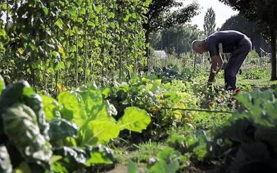 73 komunitate-baratze zabalduko ditu udalak Salburuan