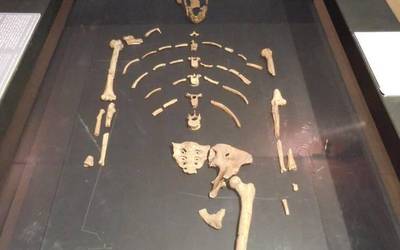 Lucy eta beste hominido batzuk