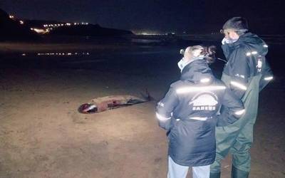 Kaxalote bat hilik agertu da Sopelan