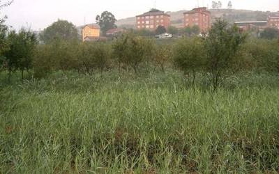 Korridore ekologiko naturala berreskuratzeko herritarren topaketa egingo dute Leioan