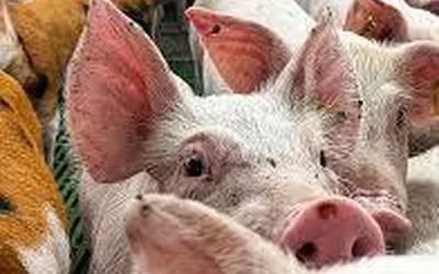 Zerri izurriaz solasean