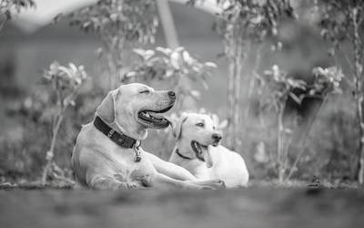 Txakurren eta herritarren arteko elkarbizitza hobetzeko neurriak hartuko ditu udalak