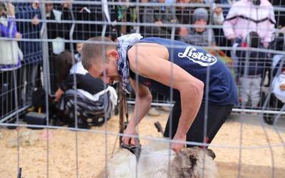 Mikel Velascoren ardi-moztea eta Juan Ignacio Regorigoren zaldi-ferratzea ikusgai santamasetako ganadu ferian