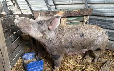 Santamasetako 200 kilo inguruko 'Meri Xendo' txerria Zaloña Aurrekoa baserritik dator