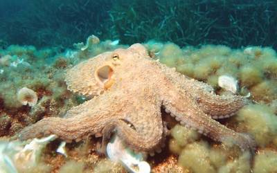 Olagarro haztegia jarriko dute Zumaian, Paolean eta Inpernupen