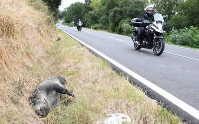 Gero eta istripu gehiago animaliekin