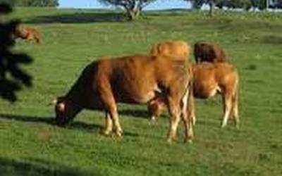 Dermatosi nodularraren kontrako xerto kanpaina solasbide