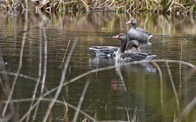 Antzara hankagorrizka