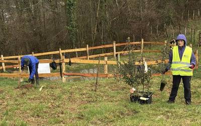 Kukubaso elkarteak bost urte beteko ditu bertako basoa berreskuratzeko lanetan