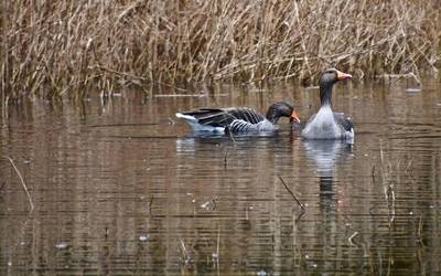 "Arabako antzarak oso bereziak gara egoiliarrak garelako"