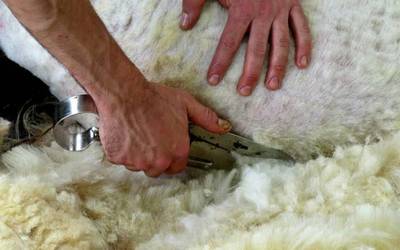 Eskualdeko artzainek eman dezakete izena aurtengo artile bilketarako