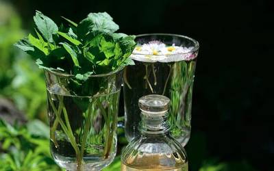 'Sendabelarrak ezagutzen' ikastaroa egingo dute eguenetan, Ekoudalatx-en eskutik