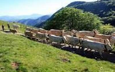 Baztango bazkalekuetan zenbait hobekuntza lan egin da