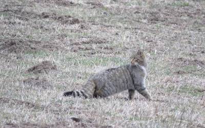 Basakatua (Felis sylvestris)