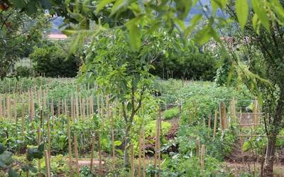 Ruthen baratzean sar atera