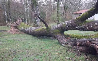 Sanpedrozelain zuhaitza erori da