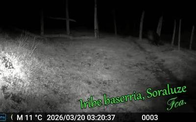 Ama basurdea eta 10 kume Iribeko zelaian