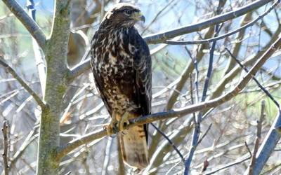 Txita-lapurra, burubeltza, orkatza eta beste Oregik harrapatuta