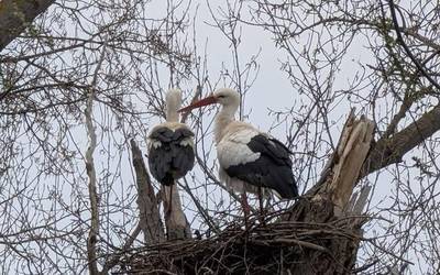 Beste behin, aldaketaren atarian