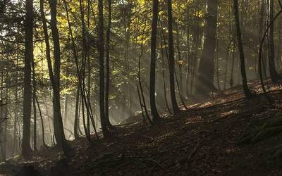 ‘Gure Basoak’ hobeto ezagutzeko gida