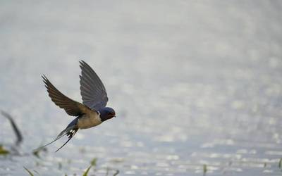 "Gorabeheratsua da enara baten bizitza, izuz betea"