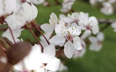 Polenaren erronka: udaberriaren alde iluna