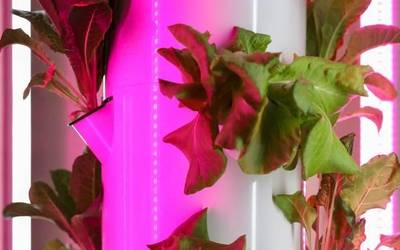 Nekazaritza bertikala saritu du Arabak