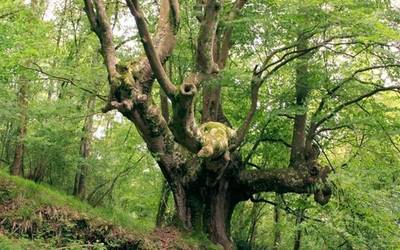 Pagoa edo bagoa, nola esaten duzu zuk?