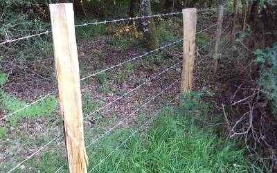 Altsasuk aurtengo baso lanak zehaztu ditu