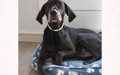 Galdutako txakur baten bila ari dira