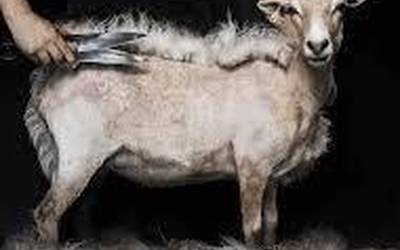 Euskal Herriko ardi moztaileak munduko txapelketan lehen aldiz