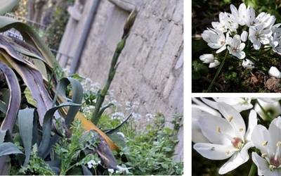 'Alliun neapolitanum' landarea ugaritzen ari da Bergarako Errekalde parkean