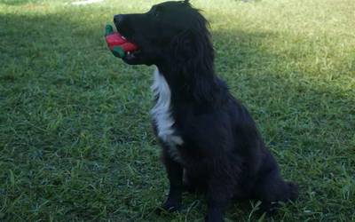 Laudioko Udalak animaliak babesteko eta edukitzeko ordenantza berriaren hasierako fasea onartu du