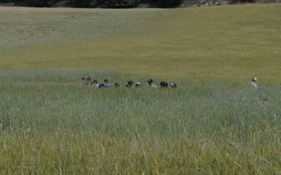 Ekologikoan, nahiko berde