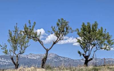 Momentuz, eusten dio