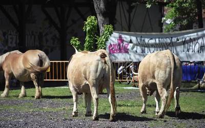 Magnari kaka boletoak salgai