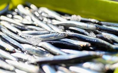 Orioko 'Beti aingeru' ontziko kapitaina atxilotu dute, Angelun antxoa arrantzatzea egotzita