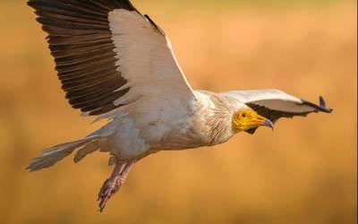 "Janari pozoitua aurkitzeari diot beldurrik handiena"