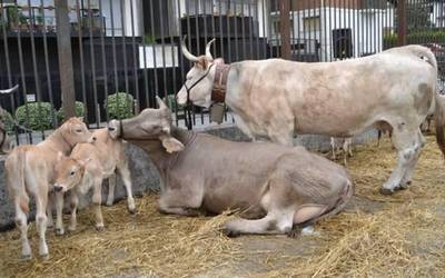 Azienda feria giro onarekin iragan da Beran