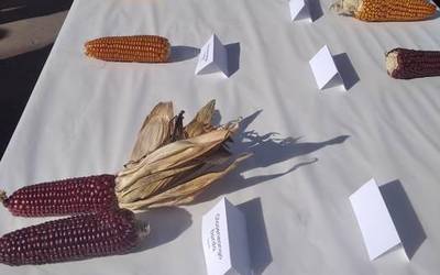 Tokiko artoari buruzko bilera